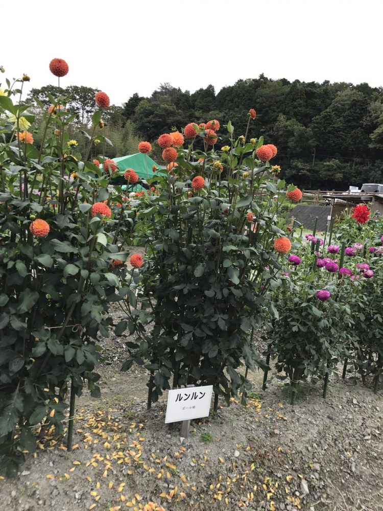 黒川ダリア園