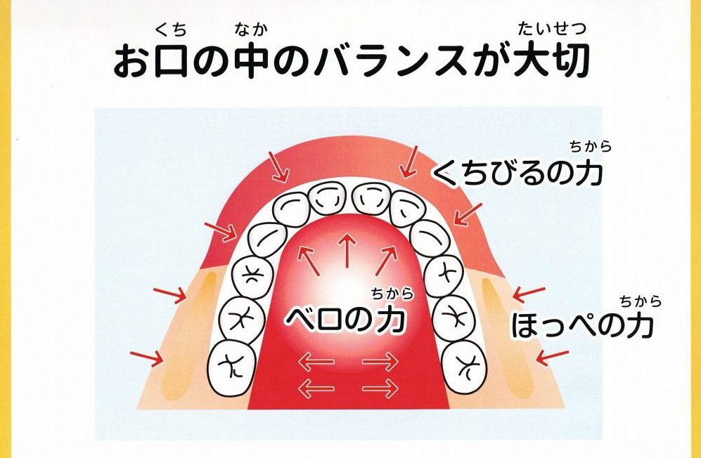 コラム～①歯ならびには理由があります